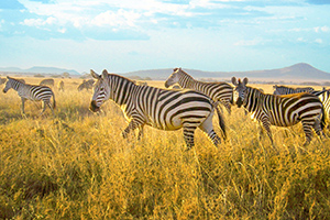 Zebras walk in a grassy field